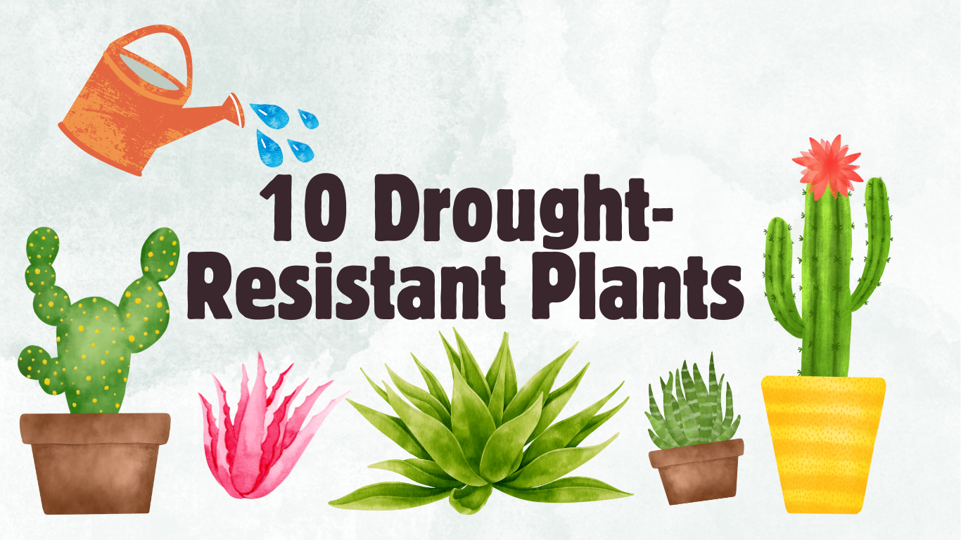 10 Drought-Resistant Plants